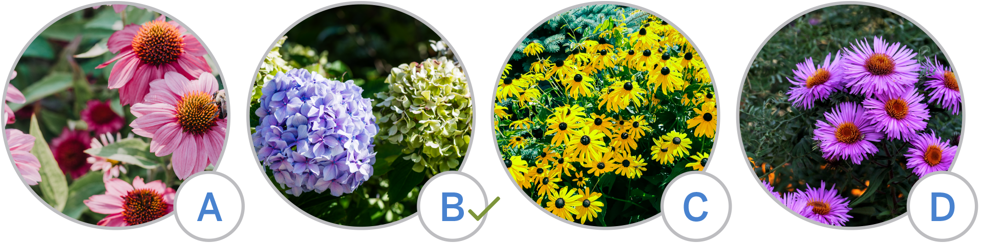 Different types of flower choices