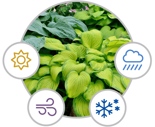 Weather resistant plant