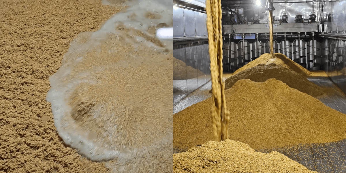 Steeping and germination