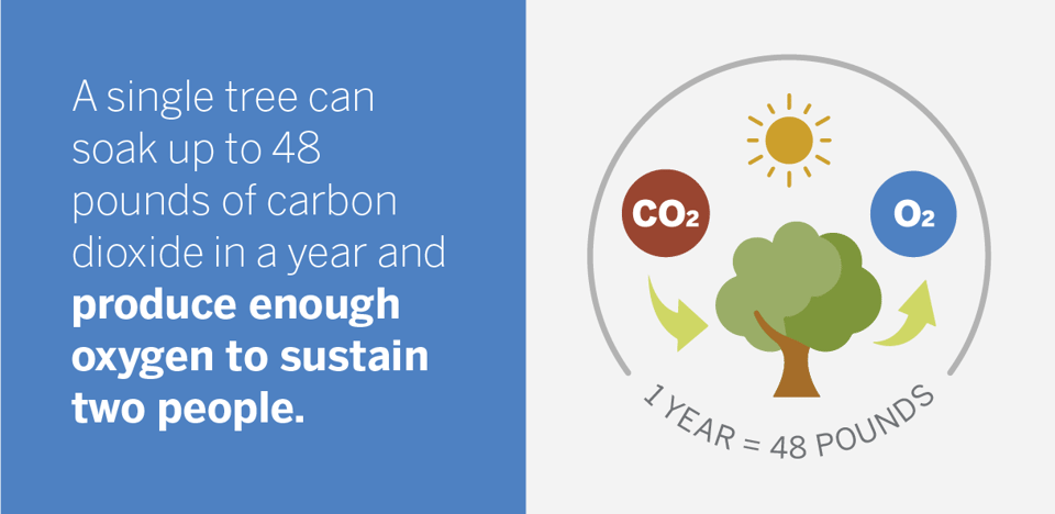 Graphic that says "A single tree can soak up to 48 pounds of carbon dioxide in a year and produce enough oxygen to sustain two people"