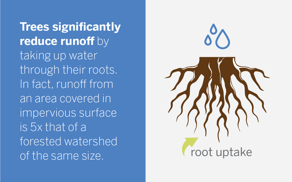 Graphic that says "Trees significantly reduce runoff by taking up water through their roots. In fact, runoff from an area covered in impervious surface is five times that of a forested watershed of the same size."