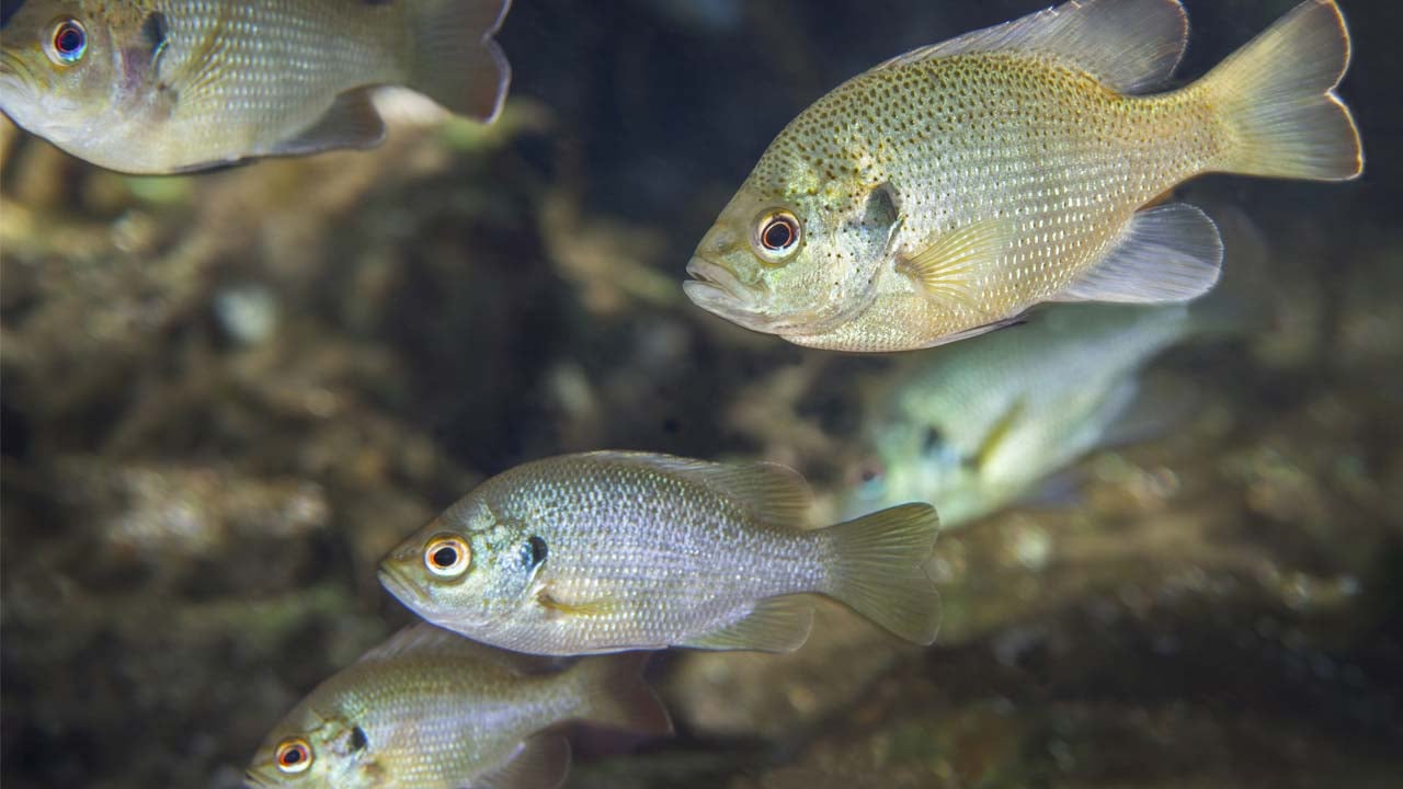 How to Deal With Chloride From Your Community Wastewater Plant