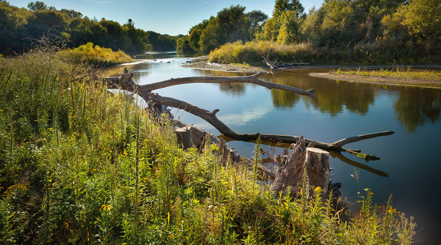 trees along a riverbank